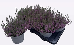 Calluna WiBo's Mix 17Ø 30cm