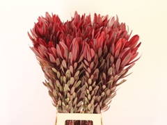 Leucadendron Jester 80cm