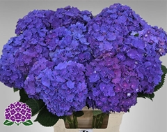 Hydrangea Royal Empire 65cm 18-20cm Hd