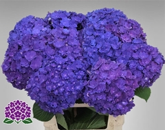 Hydrangea Royal Empire 60cm 13-15cm Hd
