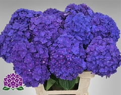 Hydrangea Royal Empire 60cm 16-18cm Hd
