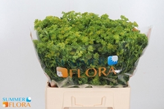 Bupleurum Rotundifolium 60cm