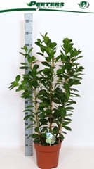 Ficus Microcarpa Moclame 24Ø 100cm