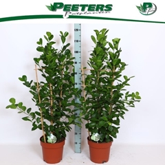 Ficus Microcarpa Moclame 24Ø 115cm