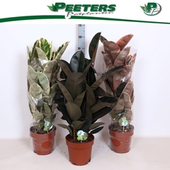 Ficus Mix 3 Spieces 24Ø 100cm