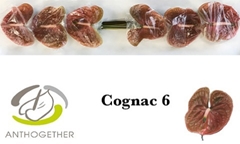Anthurium Cognac 13cm Hd