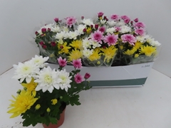 Chrysanth Mix 12Ø 25cm