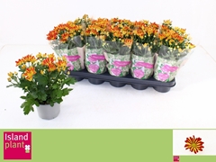 Chrysanth Rainbow Circus 12Ø 30cm