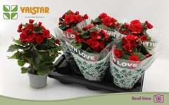 Begonia Double Baladin 13Ø 35cm
