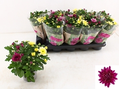 Chrysanth Mount Aubisque Mix 12Ø 26cm