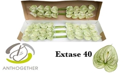 Anthurium Extase 11cm Hd