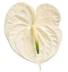 Anthurium Graciosa 9cm Hd