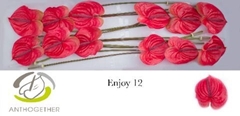 Anthurium Enjoy 13cm Hd