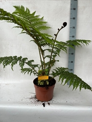 Cyathea Cooperi 24Ø 100cm