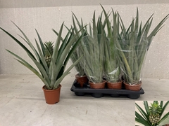 Ananas Champaca 14Ø 60cm
