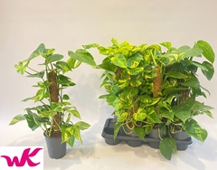 Epipremnum Moss Stick 15Ø 60cm