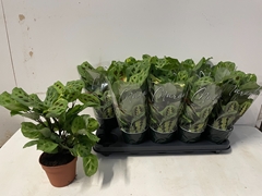 Maranta Leuconeura Momafie 12Ø 30cm