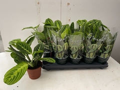 Maranta Leuconeura Momalemo 12Ø 30cm