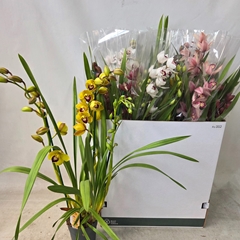 Cymbidium Mixed 14Ø 85cm 3st