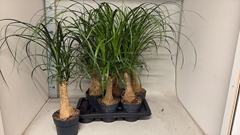 Beaucarnea Recurvata 17Ø 80cm