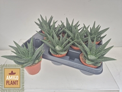 Gasterhaworthia Royal Highness 8Ø 15cm