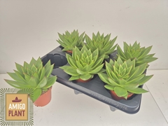 Echeveria Agavoides Ebony 8Ø 12cm