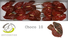 Anthurium Choco 15cm Hd