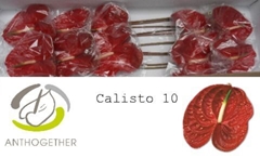 Anthurium Calisto 15cm Hd