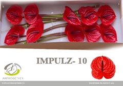 Anthurium Impulz 15cm Hd