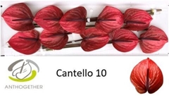 Anthurium Cantello 15cm Hd
