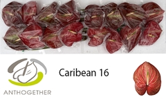 Anthurium Caribean 11cm Hd