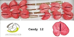 Anthurium Candy 13cm Hd