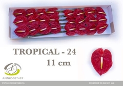 Anthurium Tropical 11cm Hd