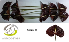 Anthurium Sempre 15cm Hd