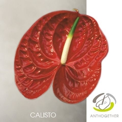 Anthurium Calisto 15cm Hd