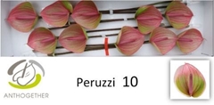 Anthurium Peruzzi 15cm Hd