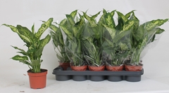 Dieffenbachia Compacta 12Ø 40cm