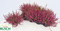 Calluna Marlies 12Ø 23cm