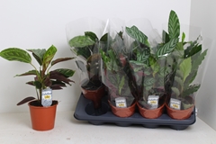 Calathea Mixed 3 Varietys 14Ø 40cm