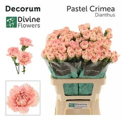 Dianthus Single Pastel Crimea 60cm