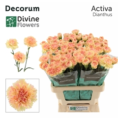 Dianthus Single Activa 60cm