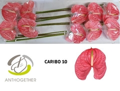 Anthurium Caribo 15cm Hd