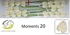 Anthurium Moments 9cm Hd