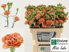 Dianthus Spray Miss Indie 50cm