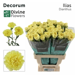 Dianthus Ilias 60cm