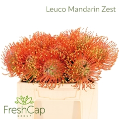 Leucospermum Ayoba Mandarin Zest 30cm