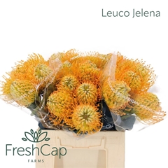 Leucospermum Jelena 40cm