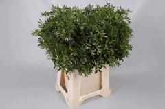 Pistacia Leaf 50cm