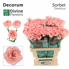Dianthus Single Sorbet 60cm
