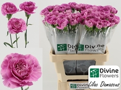Dianthus Single Lavender Damascus+ 61cm